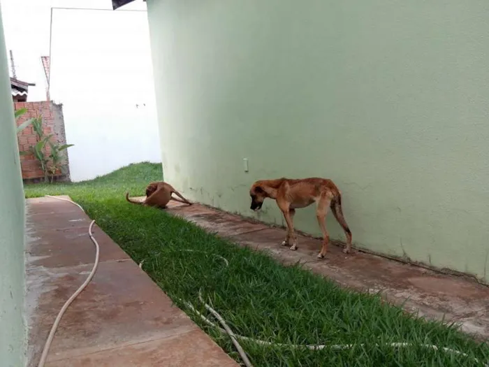 Cachorro ra a SRD idade 4 anos nome TICO E TECO