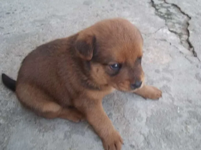 Cachorro ra a SRD idade Abaixo de 2 meses nome filhotes