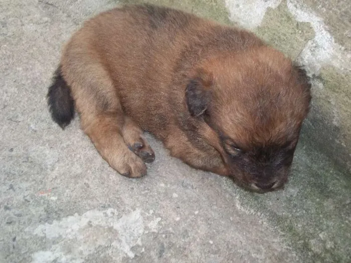 Cachorro ra a SRD idade Abaixo de 2 meses nome filhotes