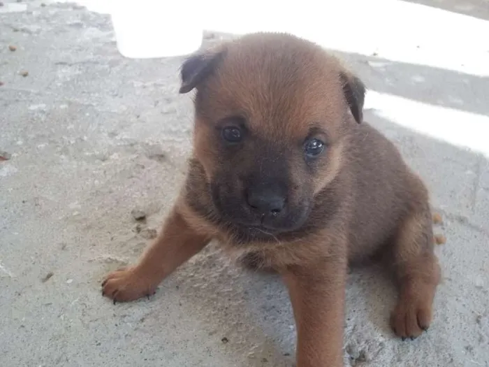 Cachorro ra a SRD idade Abaixo de 2 meses nome filhotes