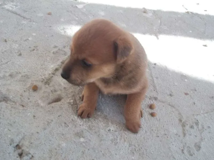Cachorro ra a SRD idade Abaixo de 2 meses nome filhotes