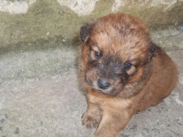 Cachorro ra a SRD idade Abaixo de 2 meses nome filhotes