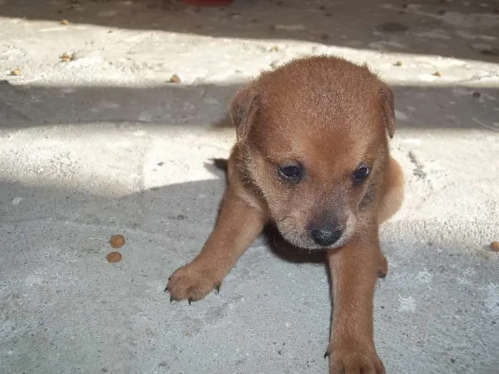 Cachorro ra a SRD idade Abaixo de 2 meses nome filhotes
