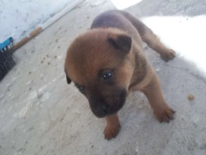 Cachorro ra a SRD idade Abaixo de 2 meses nome filhotes