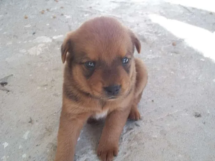 Cachorro ra a SRD idade Abaixo de 2 meses nome filhotes