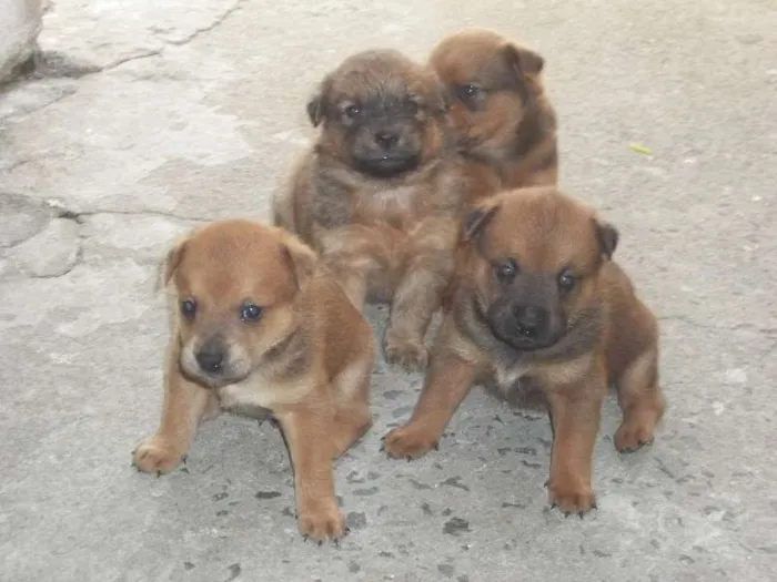 Cachorro ra a SRD idade Abaixo de 2 meses nome filhotes