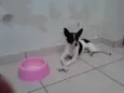 Pingo