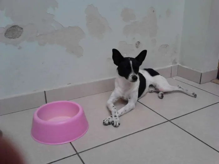 Cachorro ra a Pinscher idade 7 a 11 meses nome Pingo