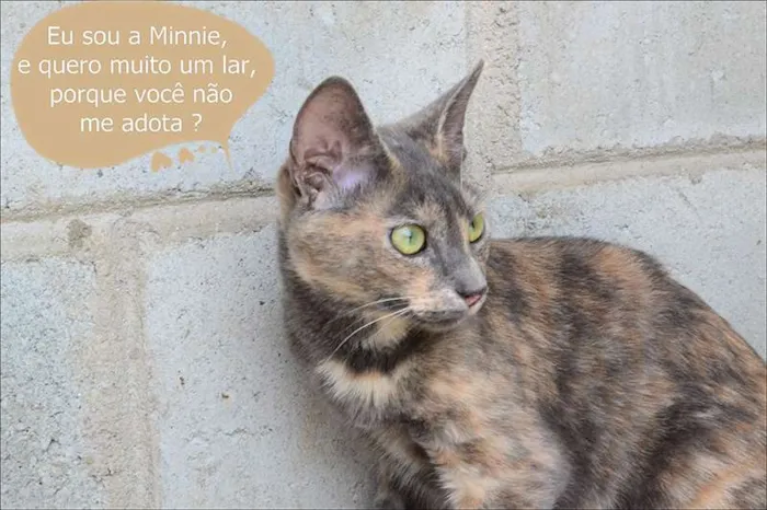 Gato ra a SRD idade 7 a 11 meses nome Minnie