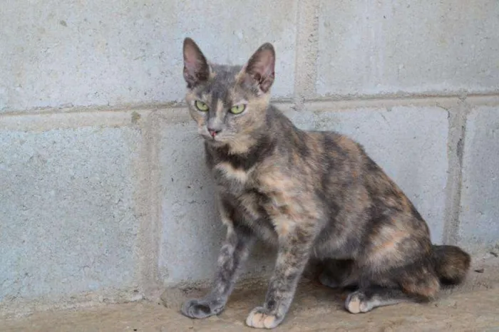 Gato ra a SRD idade 7 a 11 meses nome Minnie