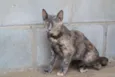 Minnie