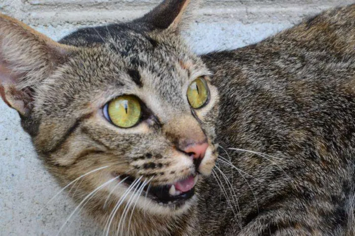 Gato ra a SRD idade 2 anos nome Tigradinha - um doc
