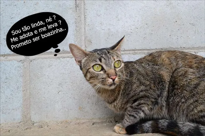 Gato ra a SRD idade 2 anos nome Tigradinha - um doc