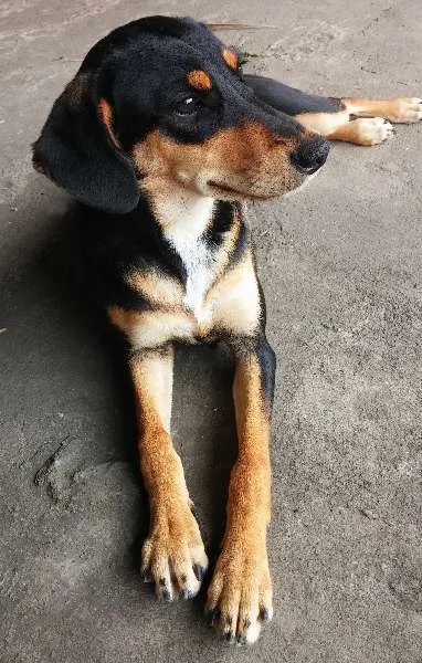 Cachorro ra a SRD idade 7 a 11 meses nome Meg