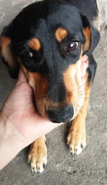 Cachorro ra a SRD idade 7 a 11 meses nome Meg