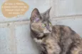 Minnie uma garotinh