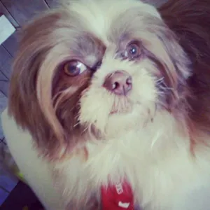 Cachorro raça Shitzu idade 3 anos nome Totó GRATIFICA