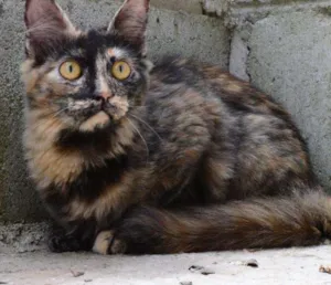 Gato raça SRD idade 7 a 11 meses nome Polly - uma linda f