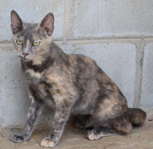 Gato ra a SRD idade 7 a 11 meses nome Minnie uma garotinh