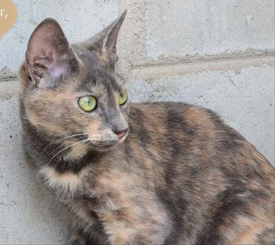 Gato ra a SRD idade 7 a 11 meses nome Minnie