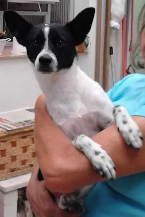 Cachorro raça Pinscher idade 7 a 11 meses nome Pingo