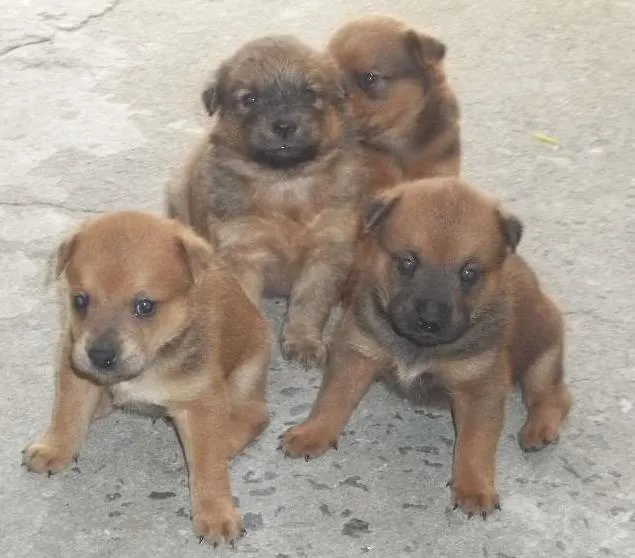 Cachorro ra a SRD idade Abaixo de 2 meses nome filhotes
