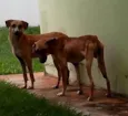 TICO E TECO