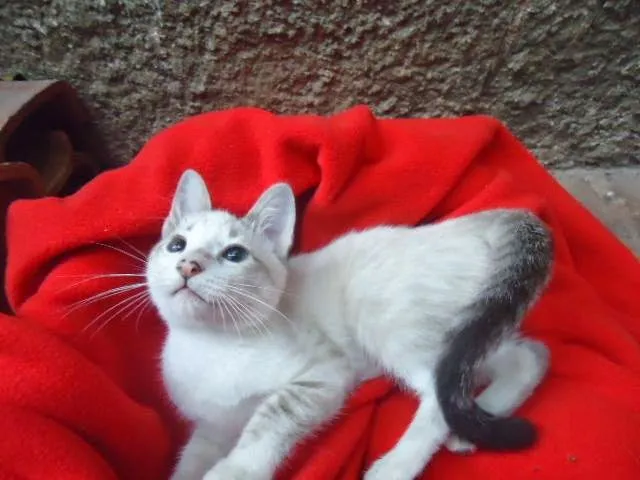 Gato ra a SRD idade 2 a 6 meses nome PICOLINA