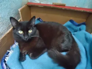 Gato raça SRD idade 2 a 6 meses nome PELUDINHA