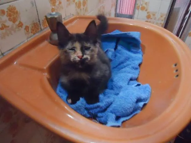 Gato ra a SRD idade 2 a 6 meses nome ESCAMINHA