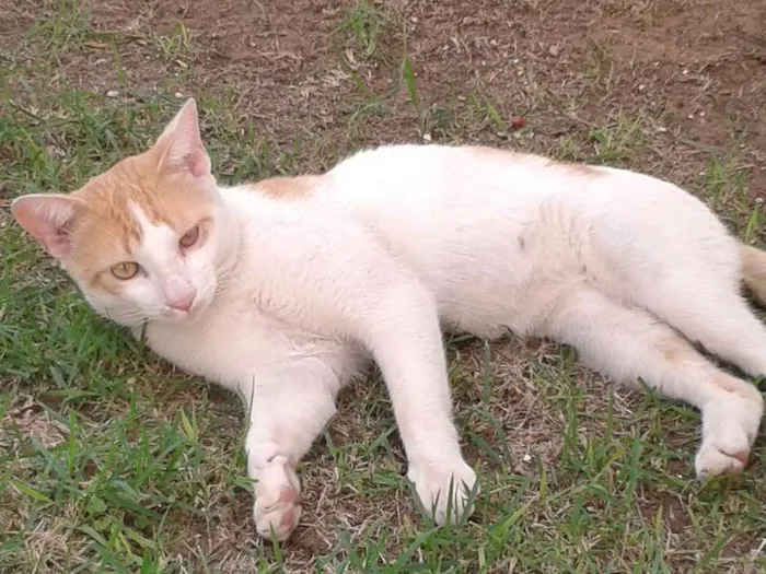 Gato ra a SRD idade  nome Lindo
