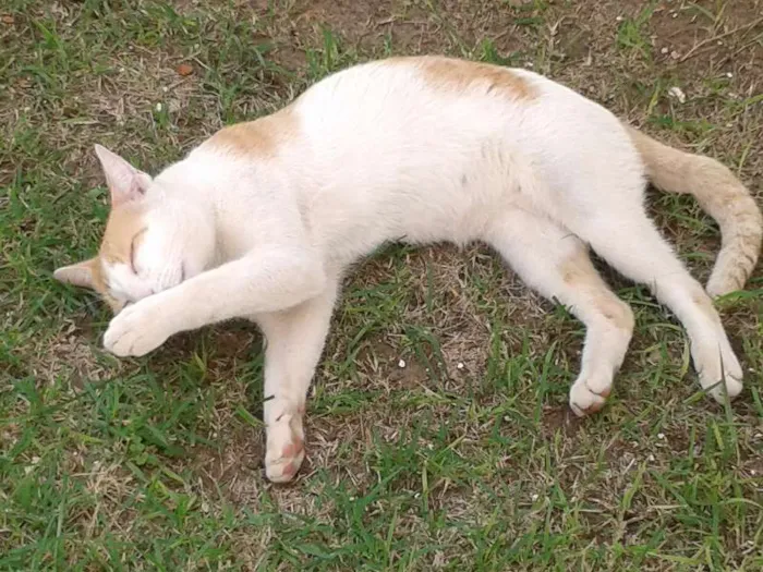 Gato ra a SRD idade  nome Lindo