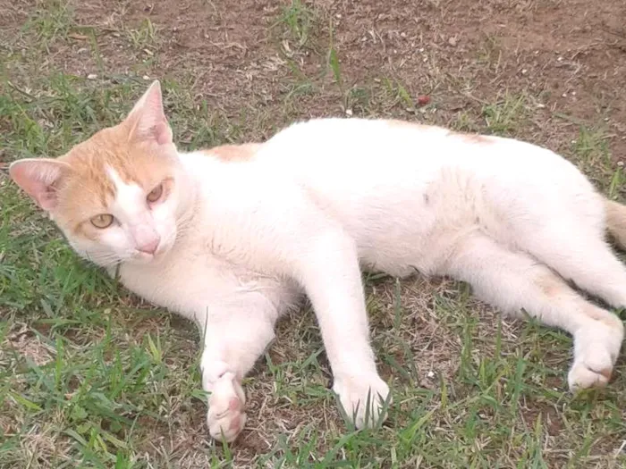 Gato ra a SRD idade  nome Lindo