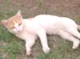 Lindo