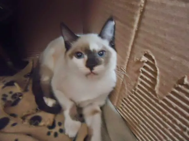Gato ra a SRD idade 2 a 6 meses nome SIALATINHA