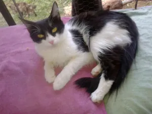 Gato raça SRD idade 1 ano nome VICKY