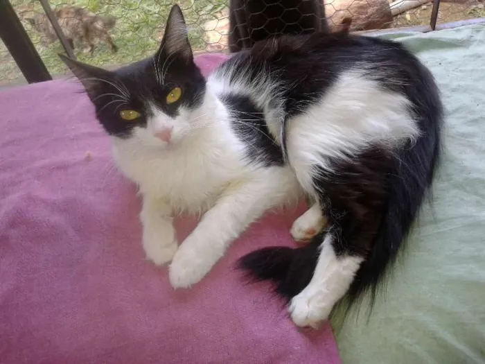 Gato ra a SRD idade 1 ano nome VICKY