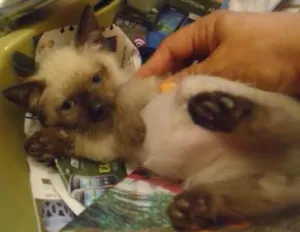 Gato raça Siamês idade 2 a 6 meses nome Bebê