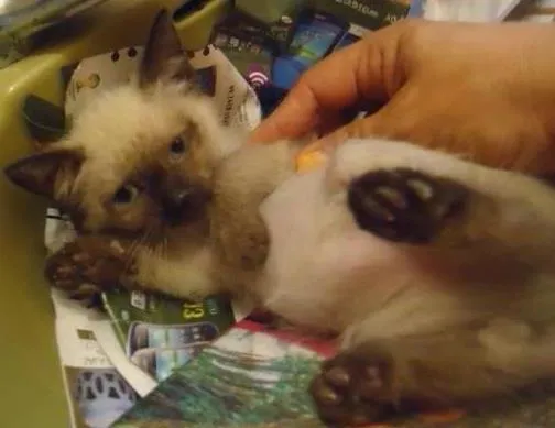 Gato ra a Siamês idade 2 a 6 meses nome Bebê