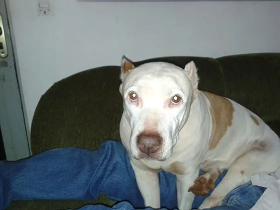 Cachorro ra a Pit-Bull idade 6 ou mais anos nome Khiara (KIKI) GRATI
