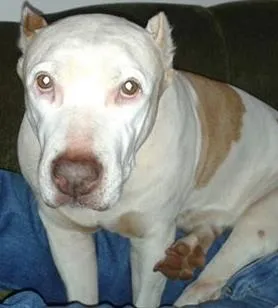 Cachorro ra a Pit-Bull idade 6 ou mais anos nome Khiara (KIKI) GRATI