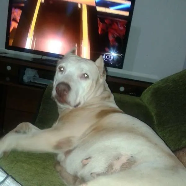 Cachorro ra a Pit-Bull idade 6 ou mais anos nome Khiara (KIKI) GRATI