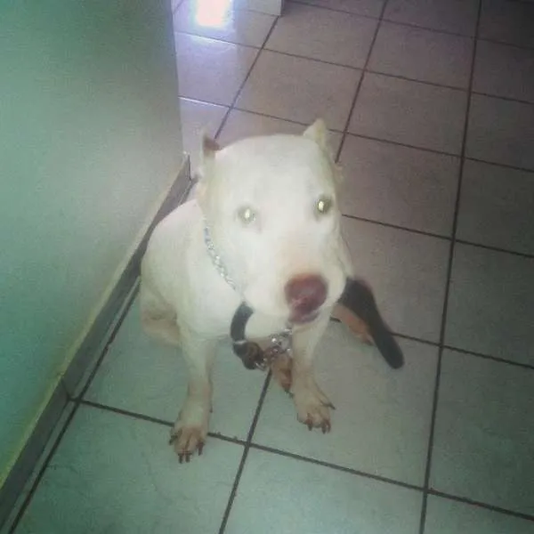Cachorro ra a Pit-Bull idade 6 ou mais anos nome Khiara (KIKI) GRATI