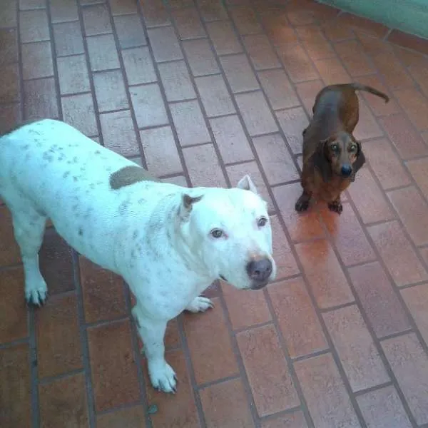 Cachorro ra a Pit-Bull idade 6 ou mais anos nome Khiara (KIKI) GRATI