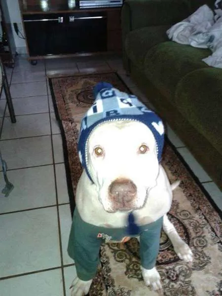 Cachorro ra a Pit-Bull idade 6 ou mais anos nome Khiara (KIKI) GRATI