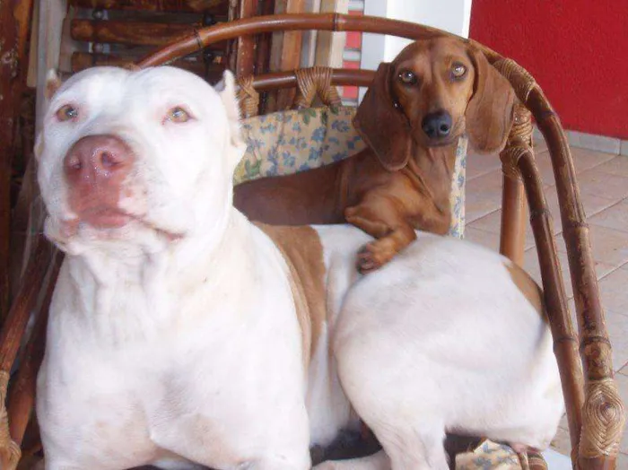 Cachorro ra a Pit-Bull idade 6 ou mais anos nome Khiara (KIKI) GRATI