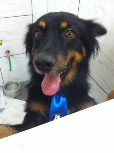 Cachorro ra a SRD/mestiço Border Collie idade 2 anos nome Petrukio