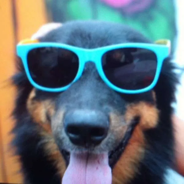 Cachorro ra a SRD/mestiço Border Collie idade 2 anos nome Petrukio