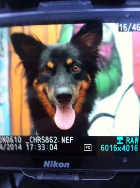 Cachorro ra a SRD/mestiço Border Collie idade 2 anos nome Petrukio