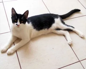 Gato raça Felina idade 2 a 6 meses nome Brigadeiro